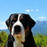 Grand bouvier suisse
